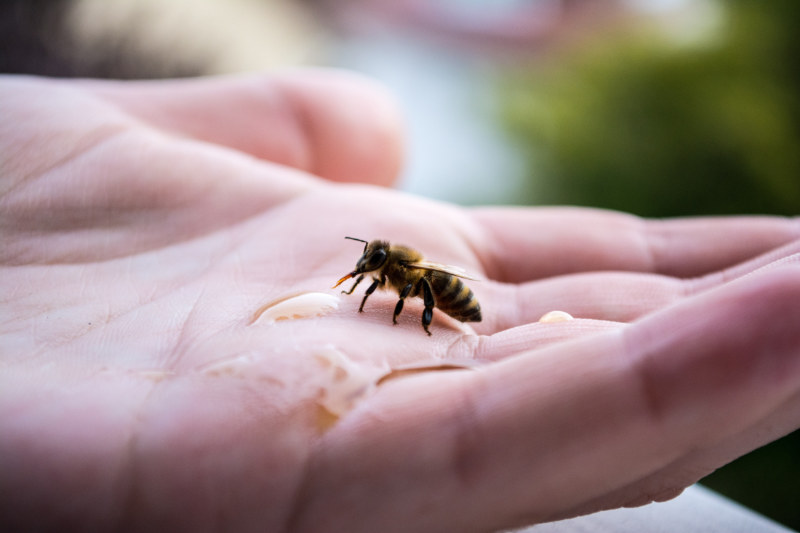 bee hand feed blog guide how-to›