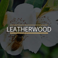 Leatherwood Honey-Tasmania